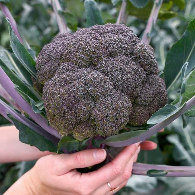 Park Seed Purple Magic Hybrid Broccoli Seeds - Pack of 50 Seeds, AAS National Winner 2024, Vibrant Purple Heads, Tender and Sweet Flavor, Perfect for Ornamental Edible Gardens