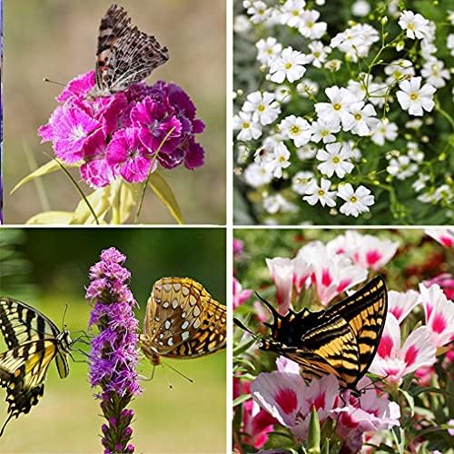 Perennial Wildflower Seeds Package with 25 Different Varieties 100,000 Seeds, Hummingbird and Butterfly Garden, Popular Perennial Flower, Non-GMO Wildflower Mix for Your Garden