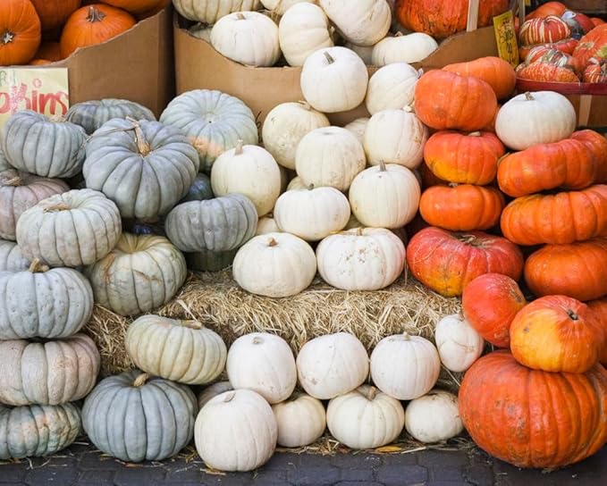 Winter Luxury Pumpkin Seeds - Heirloom - Heirloom Silky Texture for a Perfect Pie. This Marvelous, Small Pumpkin has a Unique, Netted Skin. Typical Weight is 6–9 lbs
