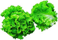 Park Seed Green Ice Lettuce Seeds, Harvest Well into Summer, Pack of 1000