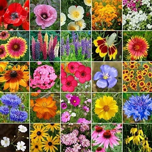 Non GMO Bulk Midwest Wildflower Seed Mix 25 Species of Wildflower Seeds (5 Lbs)