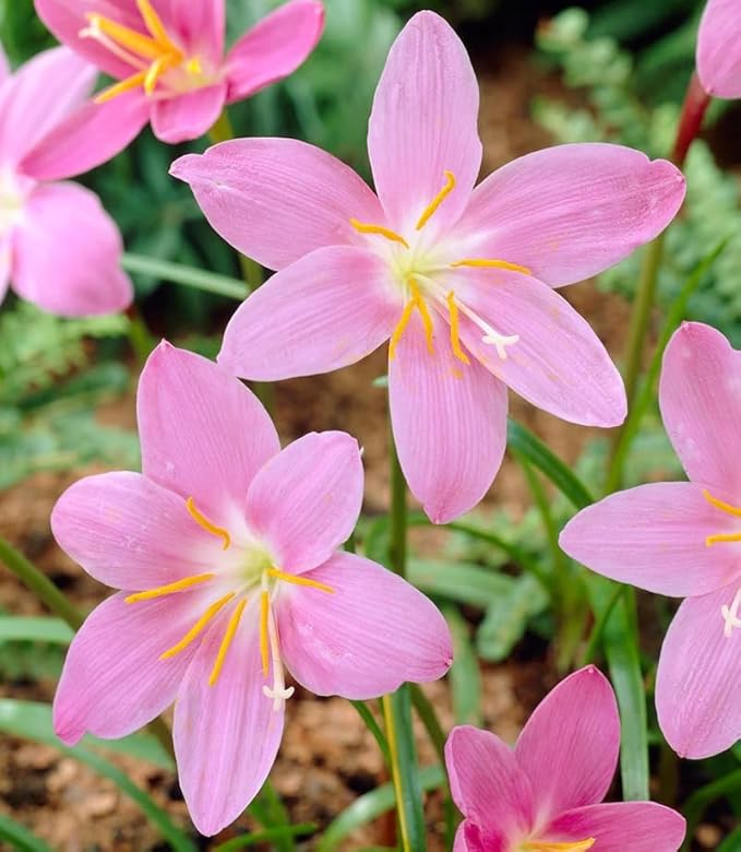Votaniki Zephyranthes Robustus Bulbs - Long Lasting Blooms, Perennial Rain Lily Bulk & Wholesale Bulbs for Planting | Easy to Grow and Low Maintenance (100 Pack)