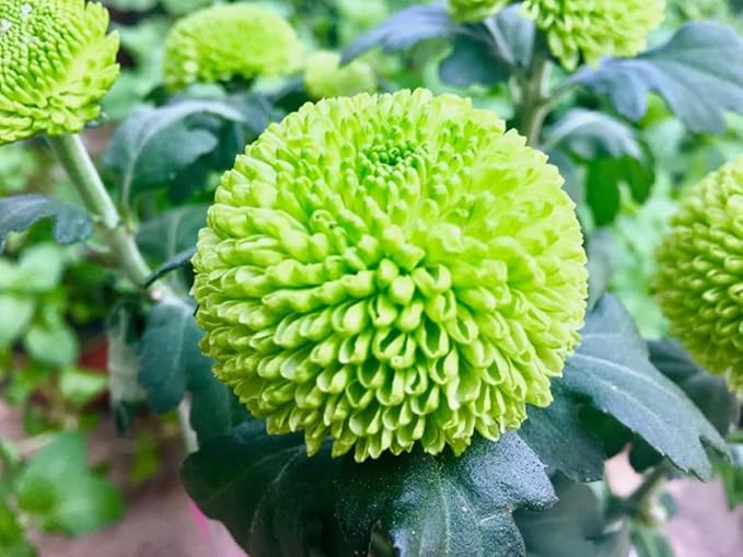 100PCS Mixed Color Pompon Chrysanthemum Seeds Pompon Mum Courtyard Flower Seeds