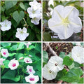 20+USA Premium Seeds Moonflower Vine Flower for Planting Outdoor Fragrant Heirloom Vine