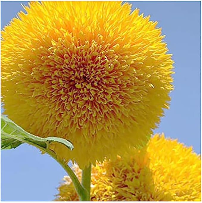 Dwarf Teddy Bear - Fluffy, Sunflower Seeds - 30 Seeds - Up to 3.5 Feet Tall