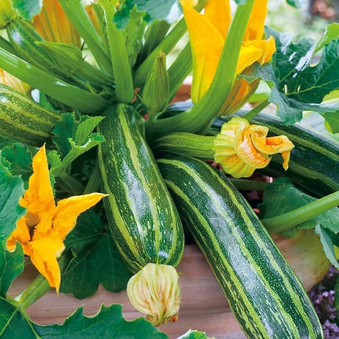 SeedsUP - 30+ Seeds Cocozelle Zucchini - Vegetable Green
