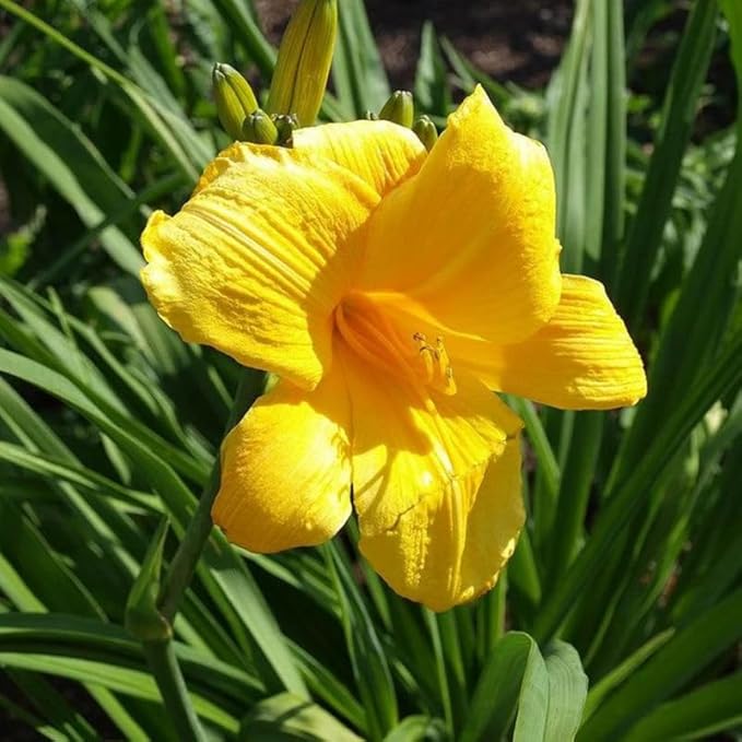 Set 10 Yellow Daylily Bulbs for Planting, Hardy Perennial Lily Roots for Colorful Summer Blooms