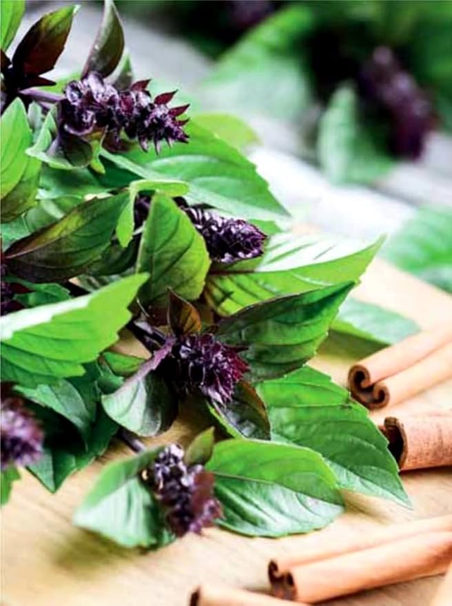 Unique Cinnamon Basil Mexican Spice 200+ Seeds for Planting Herb Garden