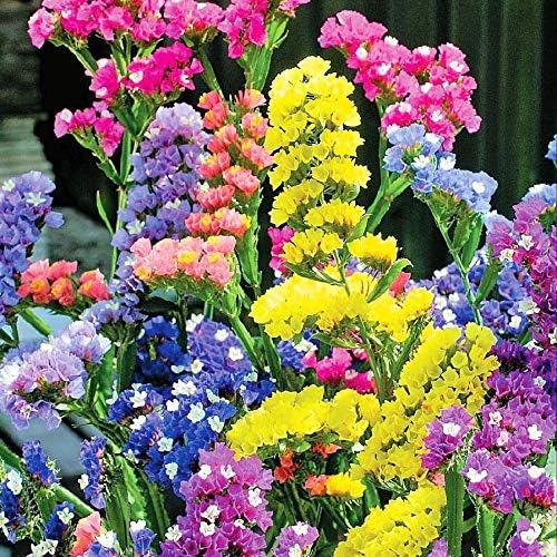 Seeds California Sea Lavender Mix/Seafoam/Statice/Marsh Rosemary/Annual Flowers