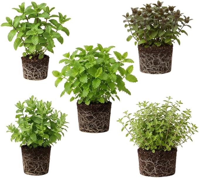 Pack 5 Herb Plants Assortment, Well Rooted Herb Plant Live 4-8'' Tall (Mint, Lemon Balm, Rosemary, Sage and Additional Fresh Herbs), Fragrant Herbs Variety Pack for Outdoor Planting