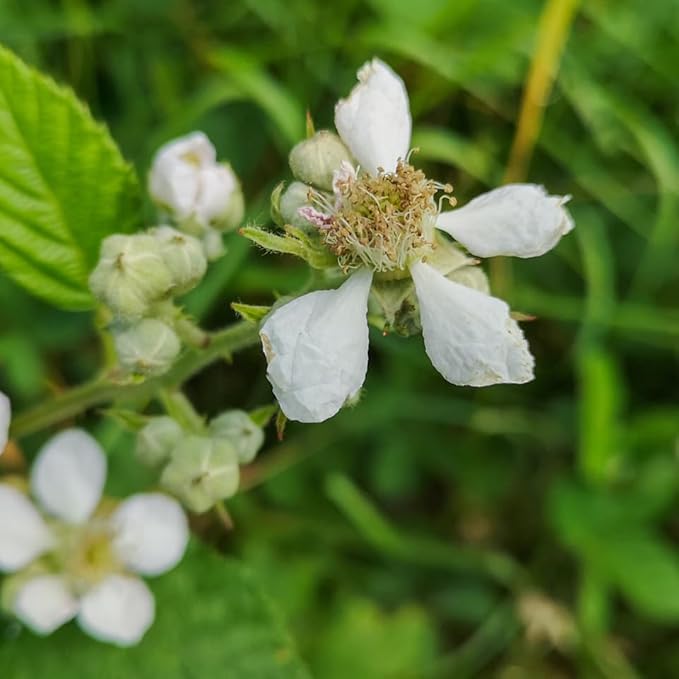 BlackBerry Plants Sweetie Pie (4 Pack) Live for Sale | Easy to Grow Plants | Edible Fruit Plant for Sustainable Living | Grow Your own Food on Your Organic Garden | Live for Planting |