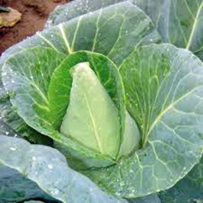 Cabbage Seed, Early Jersey Wakefield, Heirloom, Non GMO, 25 Seeds, Tasty Healthy Veggie