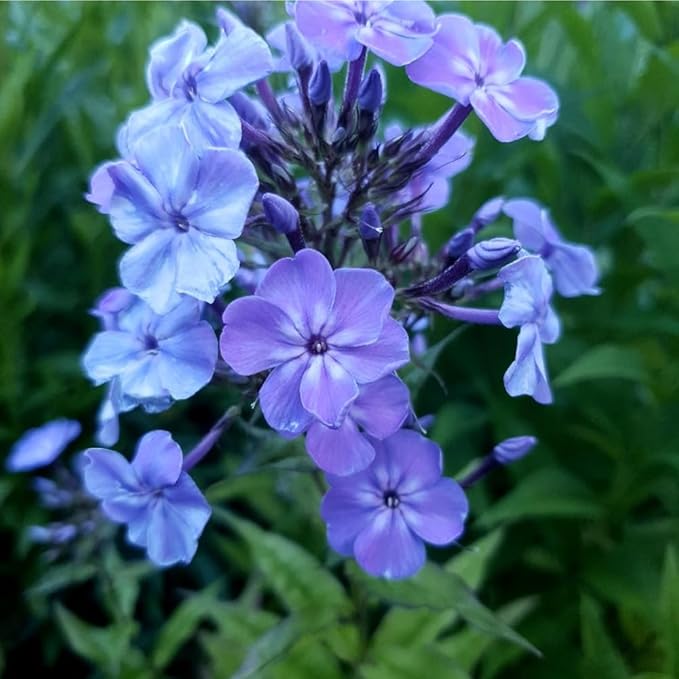 1000+ Creeping Phlox Seeds for Planting Outdoor-Phlox Seeds Perennial-Ground Cover Seed Annual Flower Thyme Non-GMO Heirloom Thymus Serpyllum Seed in Home