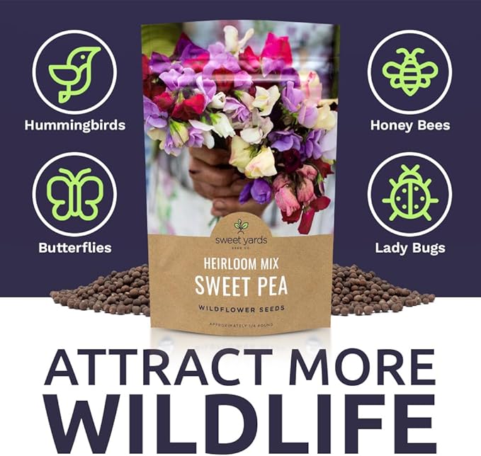 Sweet Pea Seeds Heirloom Mix - Bulk 1/4 Pound Bag - Over 1,400 Seeds - Large Fragrant Lavender, Purple, Red, Pink and White Blooms