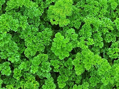 NIKA SEEDS - Seeds Herb Curly-Leaf Parsley Paramount Green - 2000 Seeds