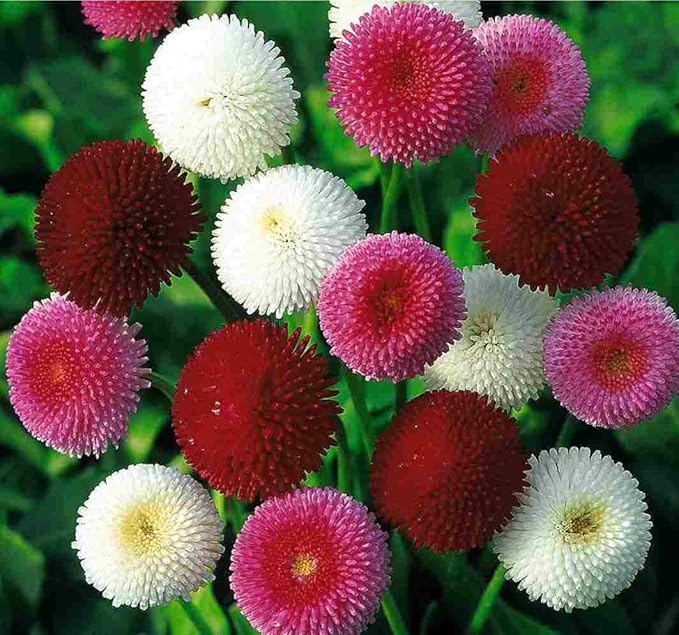 Seeds English Daisy Pompon Double Mix (Marguerite Bellis perennis) Outdoor Cut Perennial Flowers for Garden Planting