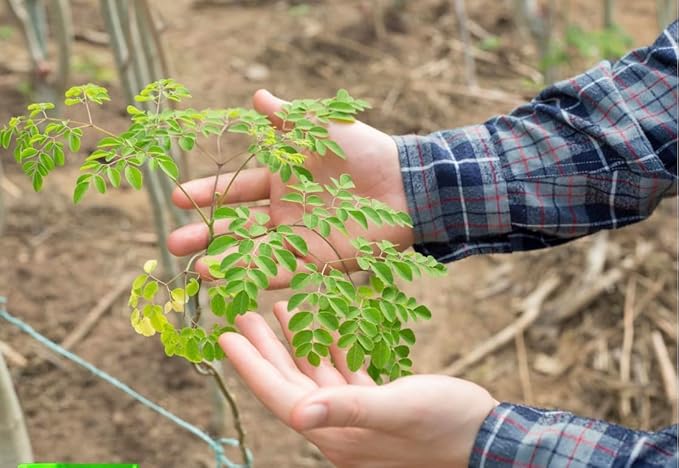 Moringa Seeds Premium PKM1 Variety | Snacking & Planting | Non-GMO | Wildcrafted Drumstick Tree (Malunggay) | Moringa Oleifera Semillas Imported from Mexico (8oz)