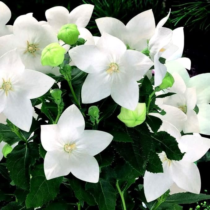 Balloon Flower Seed Mix White and Blue Japanese Bellflower 100 Seeds for Planting