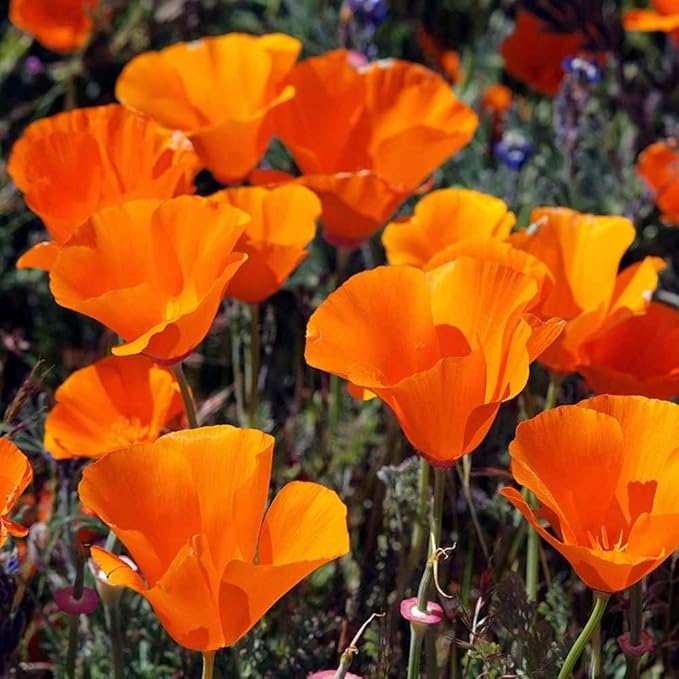Outsidepride Eschscholzia Orange California Poppy Seeds - 5 lbs. Annual, Native, Drought Tolerant Wildflower Seeds w/Vibrant Blooms for Full Sun & Drought-Tolerant Pollinator-Friendly Gardens