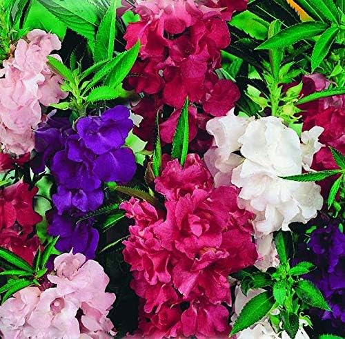 Seeds Balsam Garden Mix Touch-Me-Not Hanging Annual Flower Non GMO