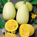 Seeds Squash Zucchini Yellow (Inside Like Spaghetti) Large Summer Vegetable for Planting Non GMO