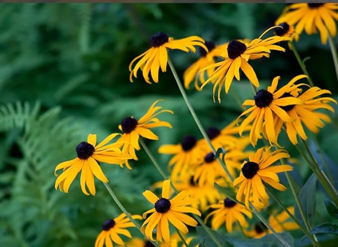 100PCS Black Eyed Susan Seeds Native Wildflower Gardening Plant Seeds for Flower Gardens