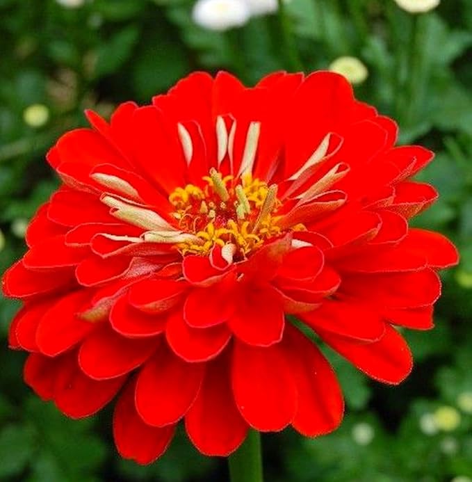 200 Pcs Pink Zinnia Seeds - Heirloom Perennial Non-GMO Outdoor Indoor