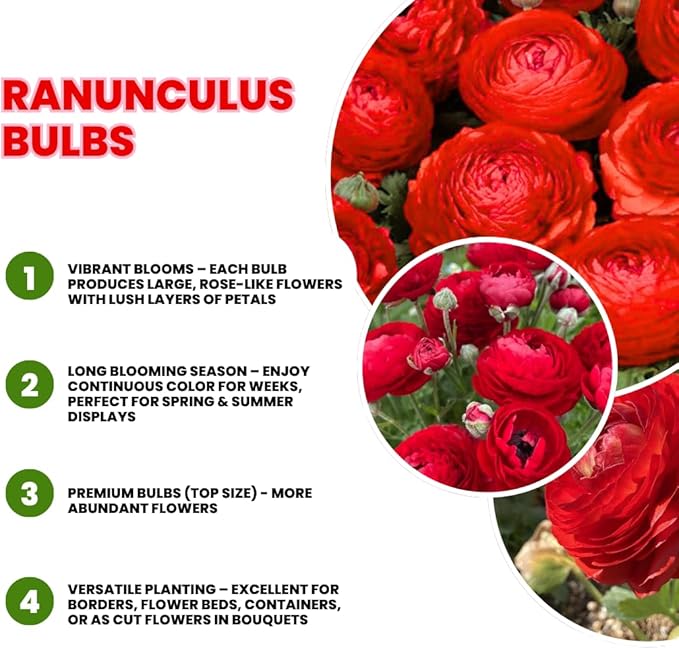 Set 50 Ranunculus Bulbs for Planting, Red Ranunculus Corms Bulk, Butterfly Ranunculus Flowers Bulbs Spring Fall, Peony Buttercup Ranunculus