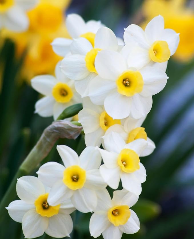 Complete Spring Flower Bulb Garden - Narcissus Assorted Colors Daffodil White Plant Bulbs (10 Pack) - 12cm Large Flower Bulbs for Indoor Outdoor (Daffodils Bulbs)