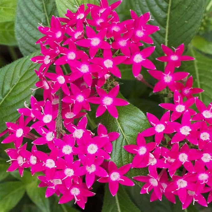 110+ Perennial Pentas Lucky Star Flower Seeds for Planting Outdoor-Non-GMO Heirloom Garden Decoration