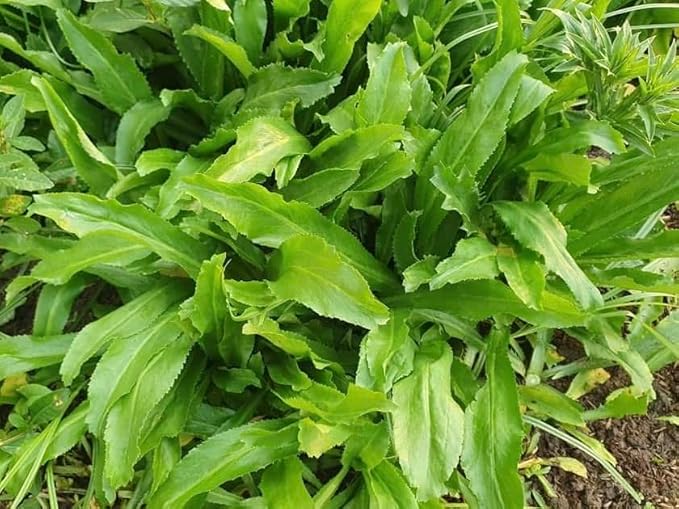 3500+ Culantro Seeds – Ngò GAI – Sawtooth Herb – Mexican Coriander – Long Coriander – Recao – Fitweed Seeds – Organic, Non-GMO, Heirloom– Made in USA, Vegetable for Yard & Garden Planting