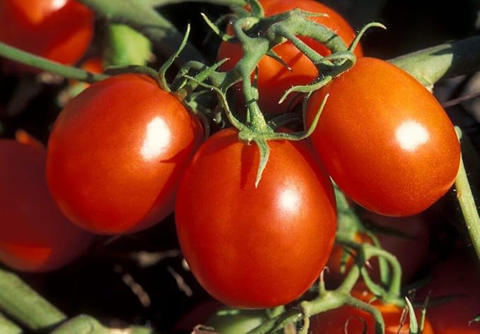 CEMEHA SEEDS - Seeds Red De-Barao Tomato Determinate Non GMO Vegetable for Planting