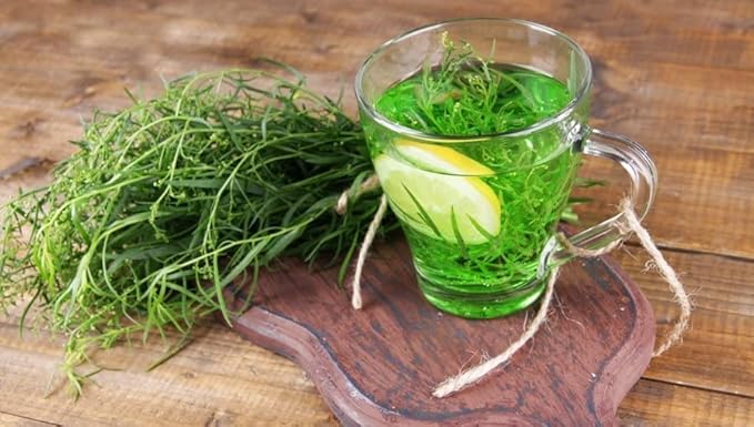 KIRA SEEDS - Seeds French Tarragon Medicinal - Estragon - Heirloom Herbs - GMO Free