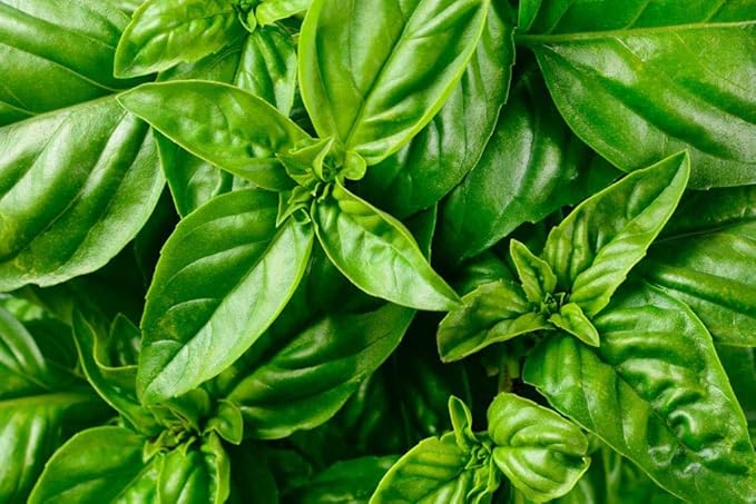 Seeds Indoor Basil Green Herb Heirloom for Planting Non GMO