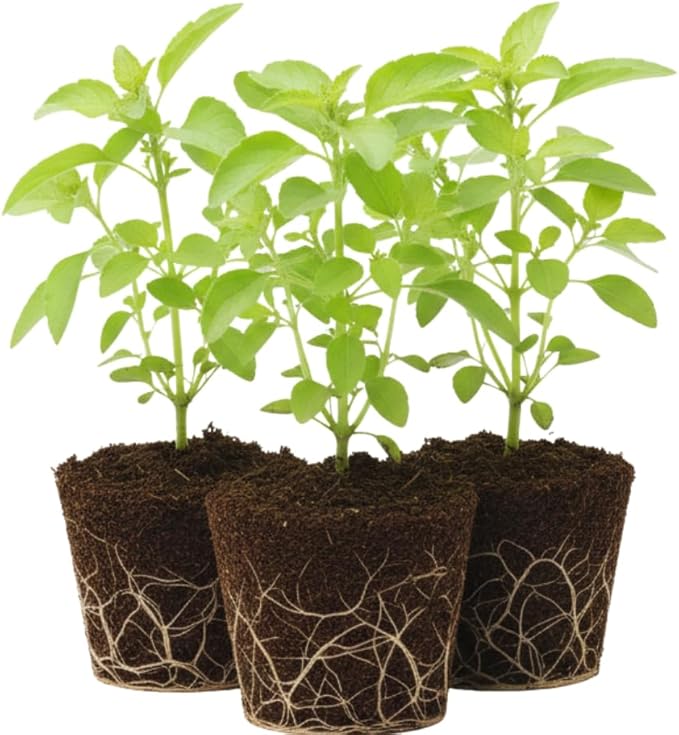 Basil Plants Live, 3 Holy Tulsi Basil Plant, Herb Plant, 3 to 5 Inc in Height, Gardening Indoor Outdoor