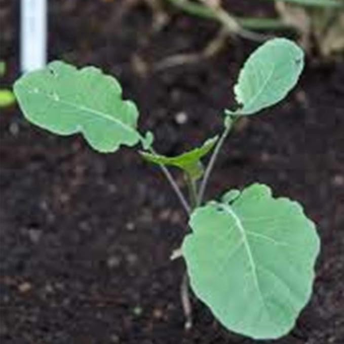 Broccoli Seeds - Purple Sprouting - 1 Lbs - Organic, Non-GMO, Heirloom - Vegetable Garden, Microgreens, Sprouting Seeds