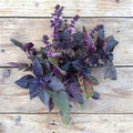 Basil Red Rubin (100+ Seed Pack) - COOL BEANS N SPROUTS Brand - Non-GMO - Home Gardening