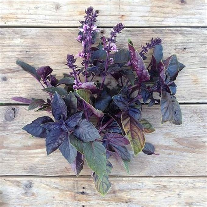 Basil Red Rubin (25+ Seed Pack) - COOL BEANS N SPROUTS Brand - Non-GMO - Home Gardening