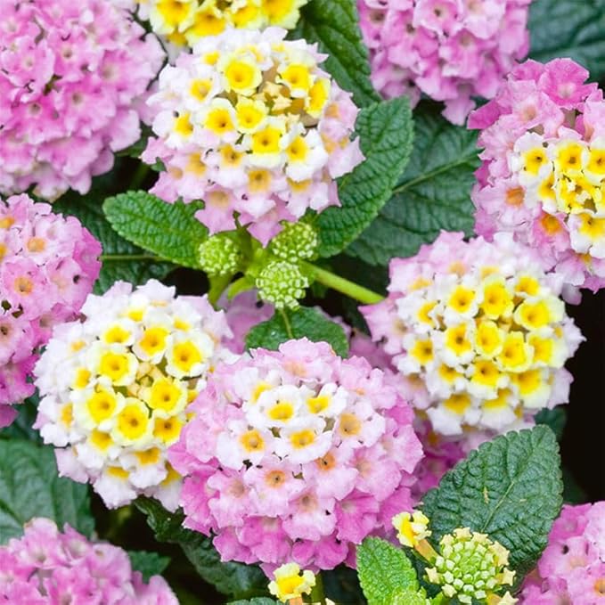 1300+ Mix-Colored Lantana Flower Seeds for Planting-Perennial for Flower Beds and Containers-Brighten Your Garden