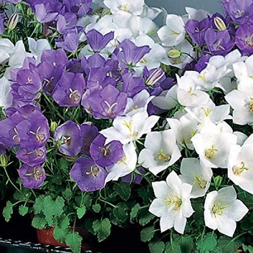 Tussock Bellflower Seed Mix Blue and White 1000 Seeds for Planting Campanula Carpatica Non-GMO with Growing Instructions