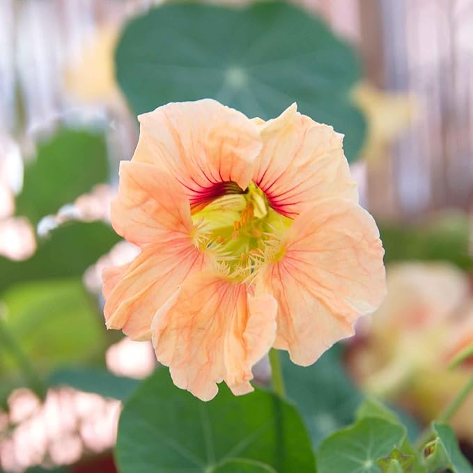 Eden Brothers Nasturtium Seeds - Gleam Salmon