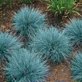 50 Blue Fescue Grass Seeds for Planting - Ornamental Landscape or Container Grass