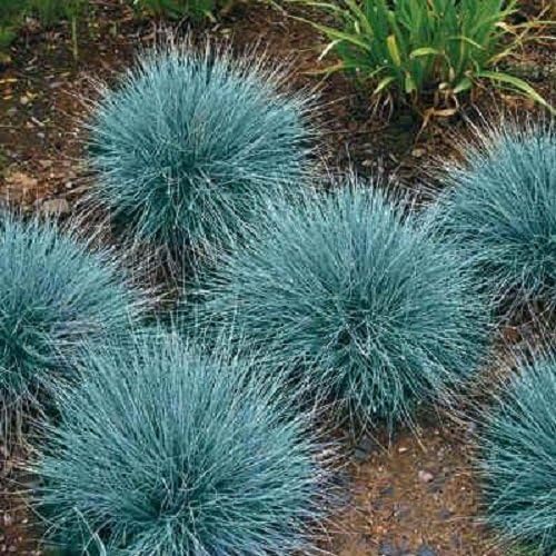 50 Blue Fescue Grass Seeds for Planting - Ornamental Landscape or Container Grass