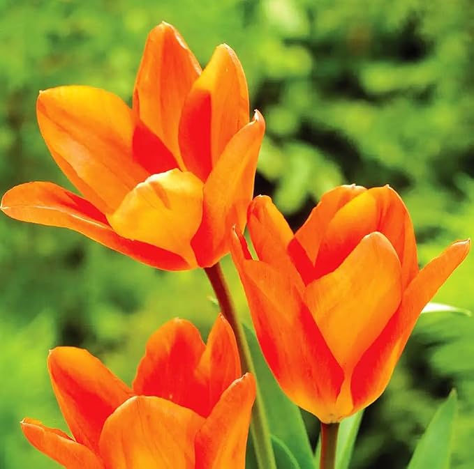 Tulipa Fringed Mixture Tulip Bulbs Size 11/12 for Planting - Plant in Fall, Winter or Early Spring (Orange Emperor, 15, Count)
