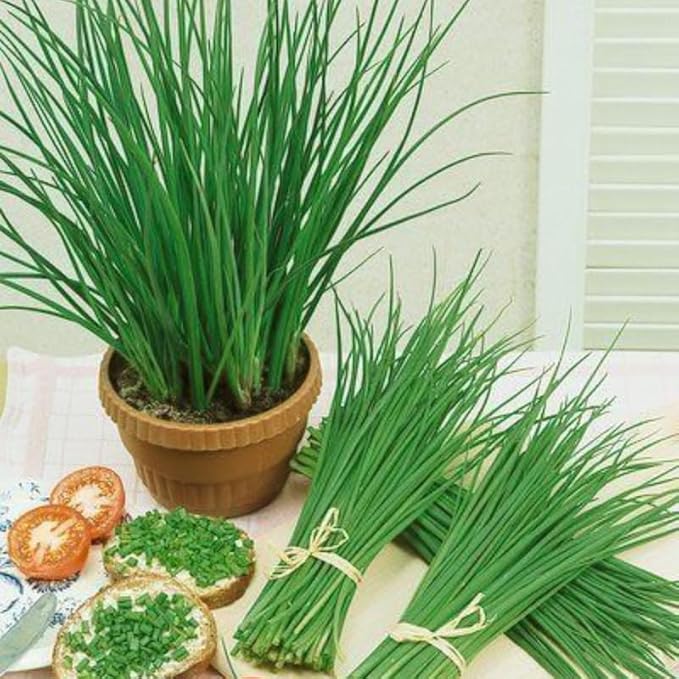 3 Hardy Chives Live Plant, Live Chives Plant for Planting Garden, 4 Inch Tall, Heirloom Leeks Plant, Hardy Perennial Chives Plant for Planting, Fragrant Heirloom Vegetable