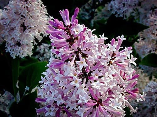 TriStar Plants - Miss Kim Lilac, 1 Gallon Trade Pot, Syringa Pubescens Subsp. Patula 'Miss Kim, Fast Growing Trees