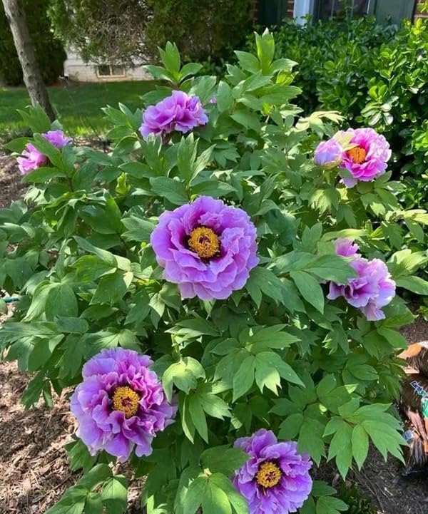 15+ Exotic Rare Peony Seeds Mixed Flowers Seed Garden Planting