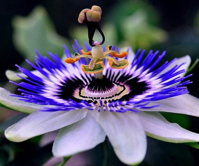Seeds Passionflower Purple Beautiful Exotic Flower Perennial Outdoor Garden Cut Flowers for Planting Non GMO