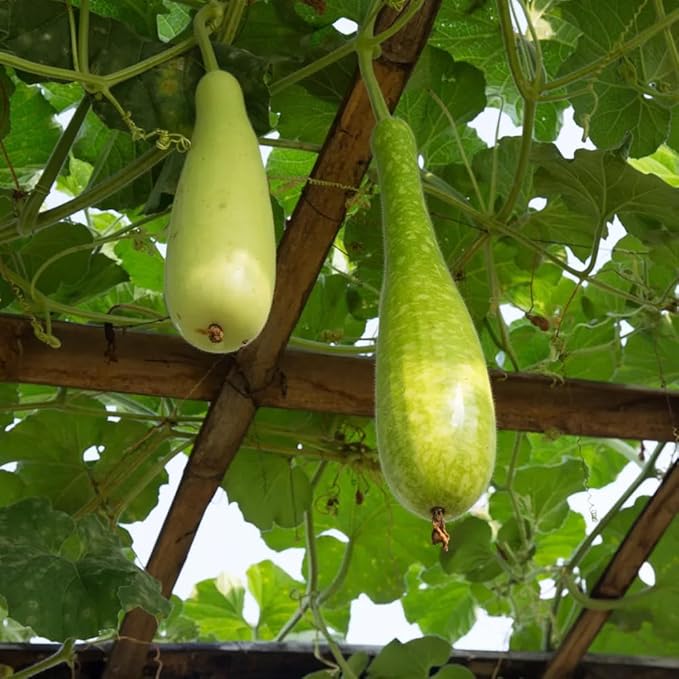 15+ Long Bottle Gourd Seeds Calabash Gourd Gourds Non-GMO Edible Asian Indian Vegetable Squash Dudi Calabash Long Melon Climbing Vine