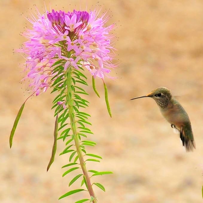 Eden Brothers Rocky Mountain Beeplant (Wild Cleome)